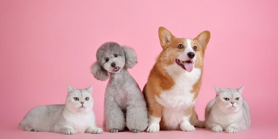 CHARLA ‘HABLEMOS DE ANIMALES’