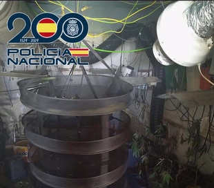Desmantelada una plantación de marihuana en una vivienda de Badajoz y detenida su responsable